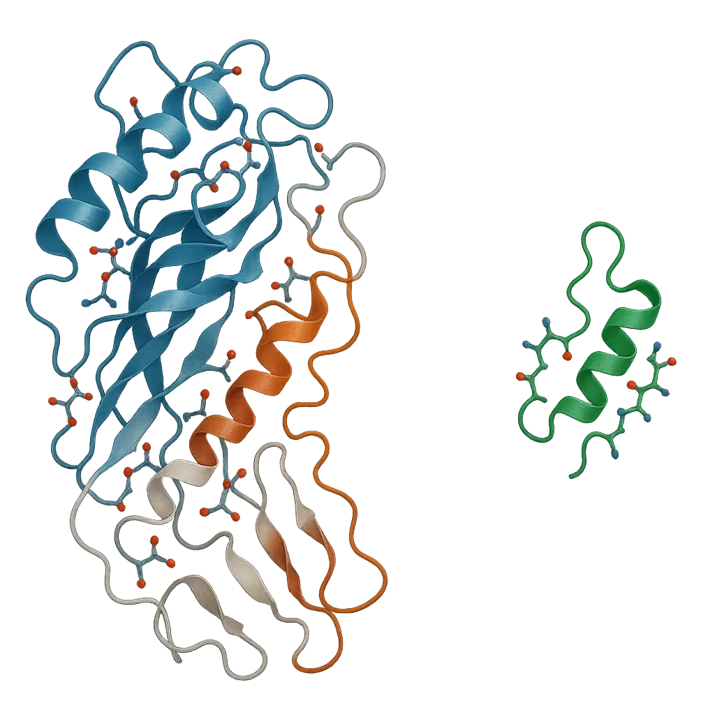 Growth hormone C-terminal fragment isolation