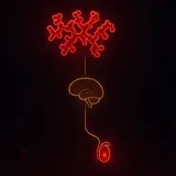 HCG for Fertility on Testosterone Therapy (2026)