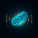Humanin: Neuroprotection From Your Own DNA (2026)
