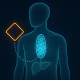 SLU-PP-332 Side Effects: Zero Human Data, Mouse Signals (2026)