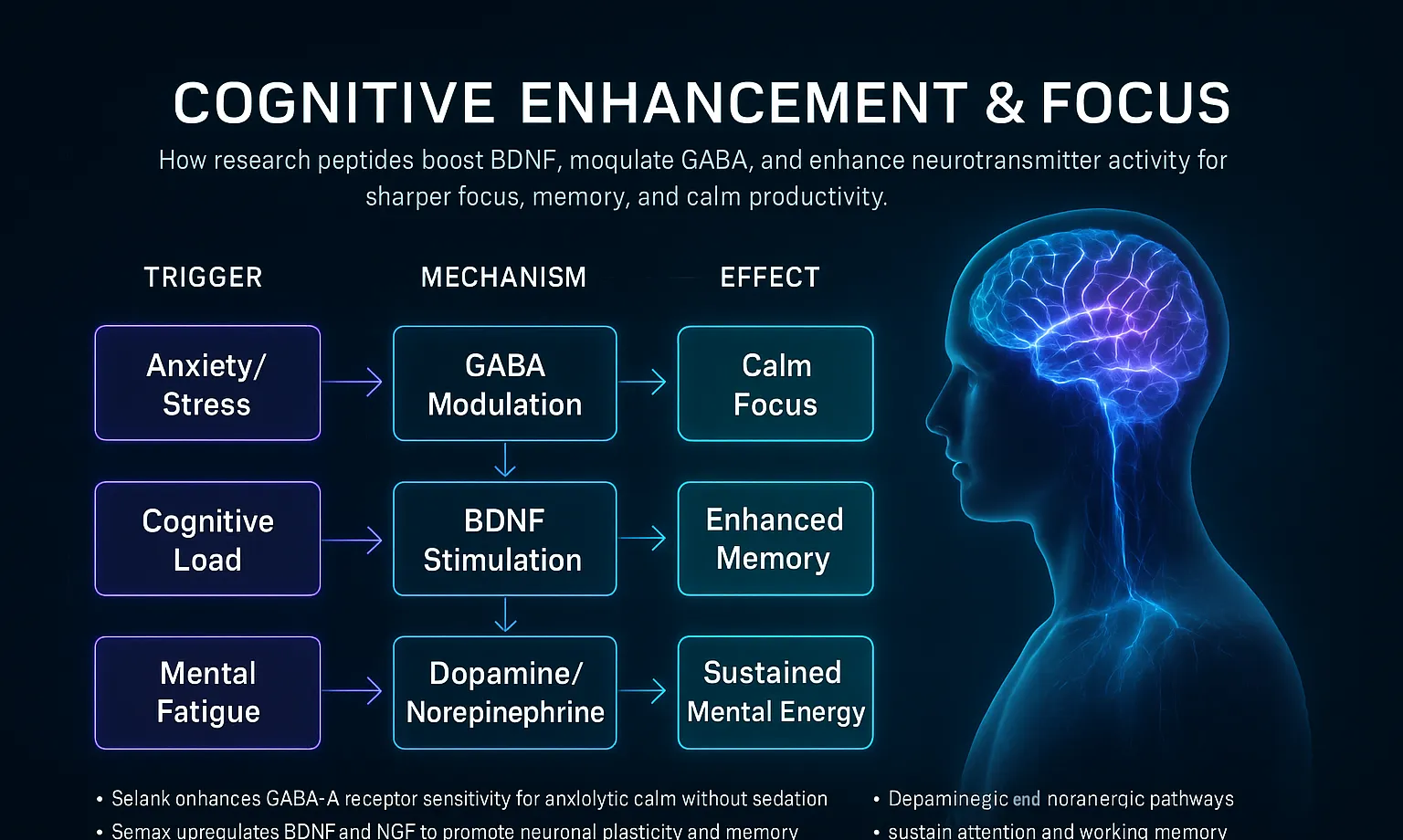 How Cognitive peptides work — mechanism diagram