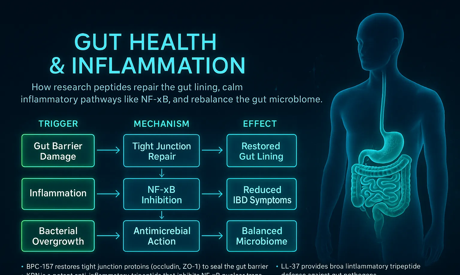 How Gut Health peptides work — mechanism diagram