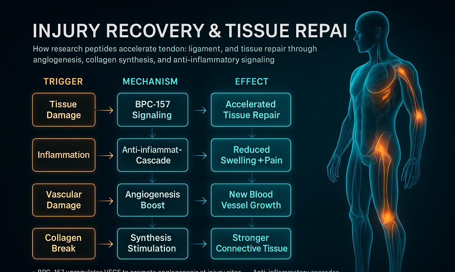 How Injury Recovery peptides work — mechanism diagram