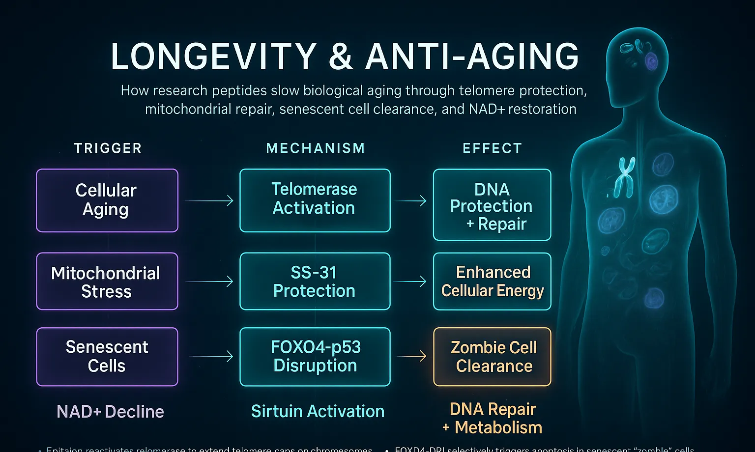How Longevity peptides work — mechanism diagram