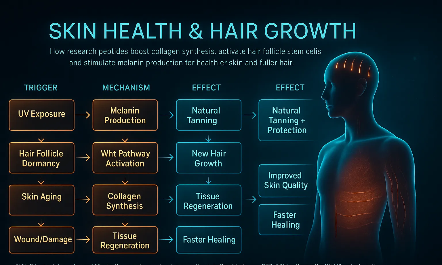 How Skin & Hair peptides work — mechanism diagram