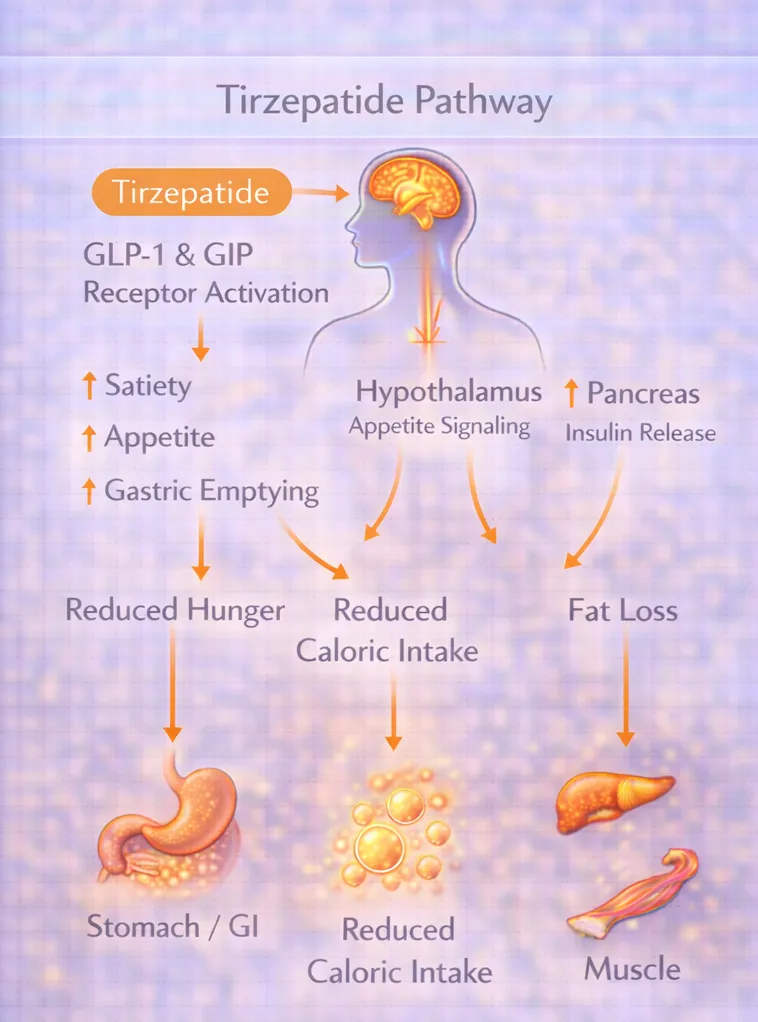 Tirzepatide dual agonist signaling pathway diagram (educational)
